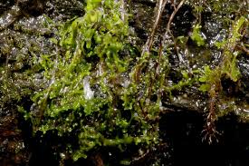 Attēlu rezultāti vaicājumam “Jungermanniopsida”