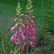 Image result for Digitalis purpurea
