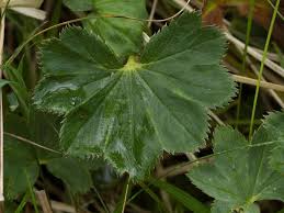 Attēlu rezultāti vaicājumam “Alchemilla vulgaris aggr. leaf”