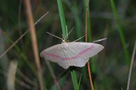 Attēlu rezultāti vaicājumam “Rhodostrophia vibicaria”