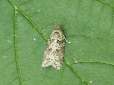 Attēlu rezultāti vaicājumam “Eana incanana”