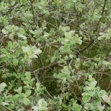 Attēlu rezultāti vaicājumam “Salix aurita”