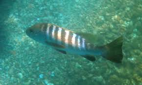 Image result for Lutjanus novemfasciatus