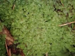 Attēlu rezultāti vaicājumam “Pellia epiphylla sporophyte”