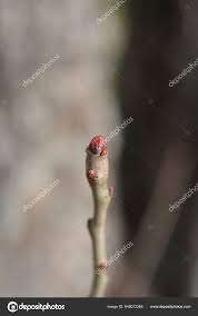 Attēlu rezultāti vaicājumam “Crataegus laevigata bud”