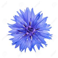 Attēlu rezultāti vaicājumam “Cyanus segetum flower”