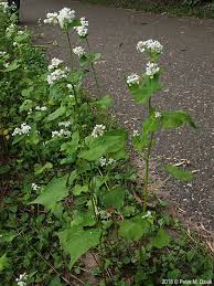Attēlu rezultāti vaicājumam “Fagopyrum esculentum flower”