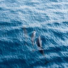 Image result for Durley Dolphin Diver