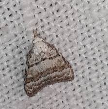 Attēlu rezultāti vaicājumam “Nola aerugula”