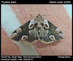 Attēlu rezultāti vaicājumam “Thyatira batis”