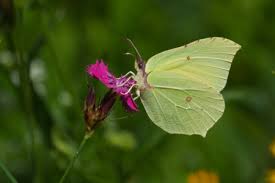 Attēlu rezultāti vaicājumam “Gonepteryx rhamni female”