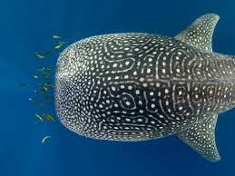 Attēlu rezultāti vaicājumam “Diderma roanense macro”