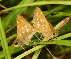 Attēlu rezultāti vaicājumam “Hesperia comma male”