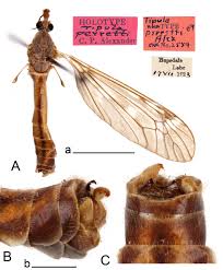 Attēlu rezultāti vaicājumam “Tipulidae male”