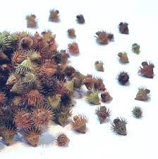 Attēlu rezultāti vaicājumam “Agrimonia eupatoria fruit”