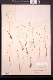 Attēlu rezultāti vaicājumam “Draba nemorosa fruit”