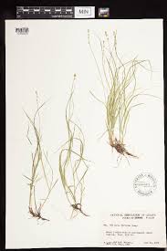 Attēlu rezultāti vaicājumam “Carex disperma”