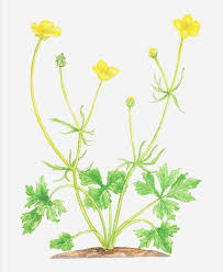 Attēlu rezultāti vaicājumam “Ranunculus auricomus”