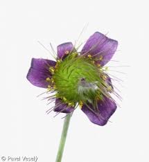 Attēlu rezultāti vaicājumam “Pulsatilla pratensis leaf”