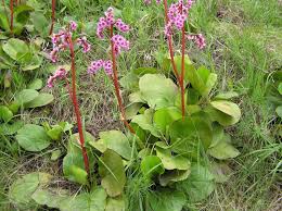 Attēlu rezultāti vaicājumam “Bergenia crassifolia flower”