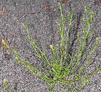 Attēlu rezultāti vaicājumam “Corispermum hyssopifolium fruit”