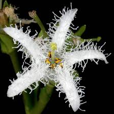 Attēlu rezultāti vaicājumam “Menyanthes trifoliata”