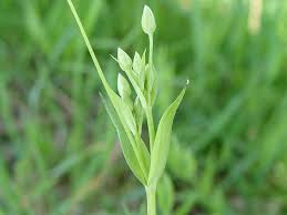 Attēlu rezultāti vaicājumam “Stellaria holostea flower”
