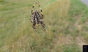 Attēlu rezultāti vaicājumam “Araneus diadematus juvenile”