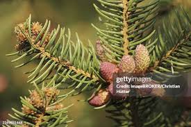 Attēlu rezultāti vaicājumam “Picea abies male flower”