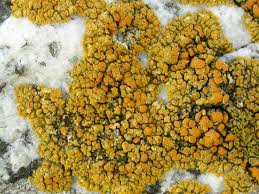 Attēlu rezultāti vaicājumam “Caloplaca scopularis”