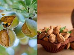Image result for fresh green almonds