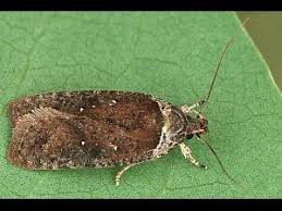 Attēlu rezultāti vaicājumam “Agonopterix ciliella”