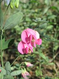 Attēlu rezultāti vaicājumam “Lathyrus tuberosus flower”