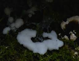 Attēlu rezultāti vaicājumam “Hemitrichia decipiens stalked”