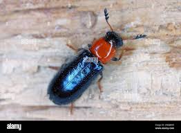 Attēlu rezultāti vaicājumam “Korynetes caeruleus”