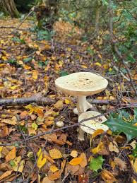 Attēlu rezultāti vaicājumam “Amanita strobiliformis”