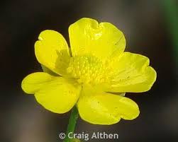 Attēlu rezultāti vaicājumam “Ranunculus acris flower”