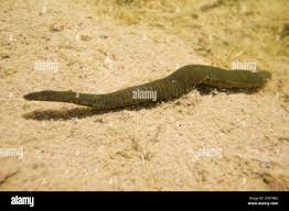 Attēlu rezultāti vaicājumam “Haemopis sanguisuga”