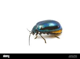 Attēlu rezultāti vaicājumam “Agelastica alni”