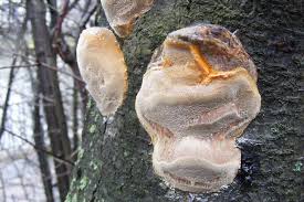 Attēlu rezultāti vaicājumam “Phellinus pomaceus”