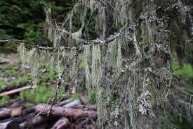 Attēlu rezultāti vaicājumam “Evernia divaricata”