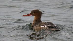 Attēlu rezultāti vaicājumam “Mergus serrator female”
