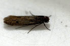 Attēlu rezultāti vaicājumam “Tineidae”