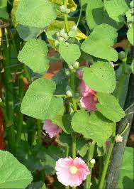 Attēlu rezultāti vaicājumam “Alcea rosea leaf”