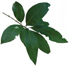 Attēlu rezultāti vaicājumam “Chionanthus virginicus leaf”