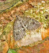 Attēlu rezultāti vaicājumam “Hydriomena impluviata”