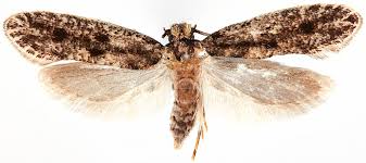 Attēlu rezultāti vaicājumam “Tineidae”