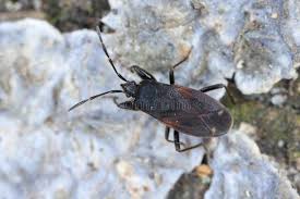 Attēlu rezultāti vaicājumam “Eremocoris plebejus”