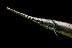 Image result for Lepisosteus osseus