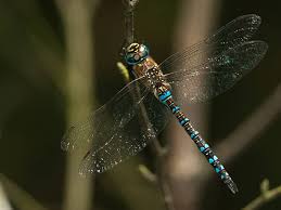 Attēlu rezultāti vaicājumam “Aeshna mixta male”